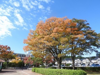 17.11.10.1.jpg