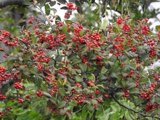 18.11.03.2.jpg