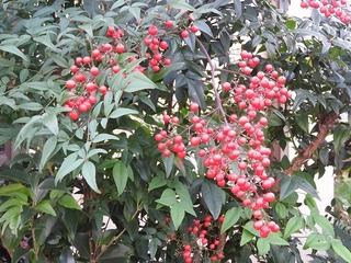 18.11.26.2.jpg