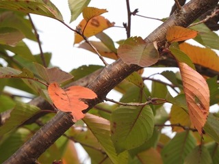 18.11.30.2.jpg