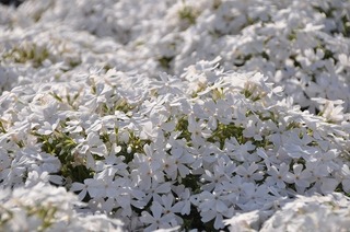 18.4.25.3.jpg