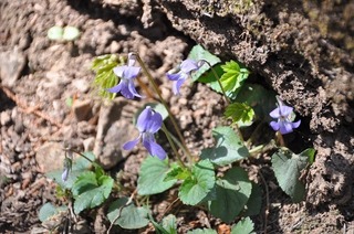 18.5.1.3.jpg