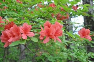 18.5.11.1.jpg