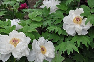 18.5.11.3.jpg