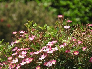18.5.22.2.jpg