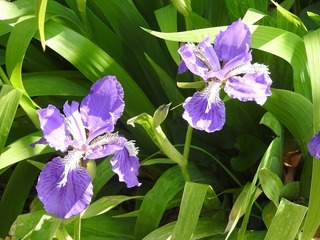 18.5.5.1.jpg