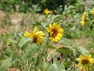 18.7.15.3.jpg