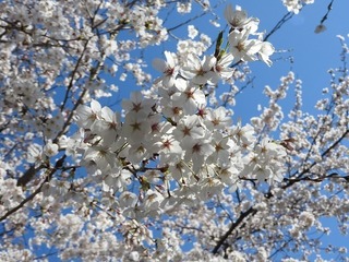 19.4.17.jpg