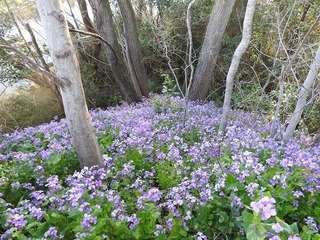 19.4.17.2.jpg