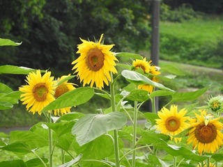 19.7.15.3.jpg