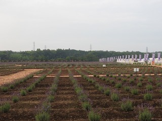 19.7.8.1.jpg