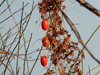 20.12.19.1.jpg