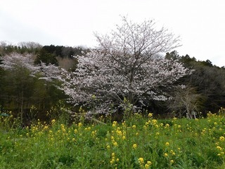 20.4.15.2.jpg