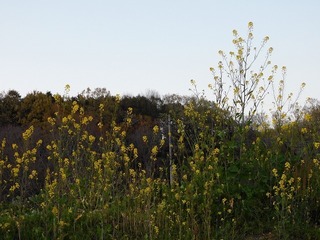 20.4.17.2.jpg