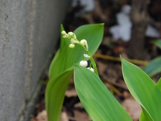 20.5.3.1.jpg