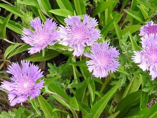 20.6.17.2.jpg