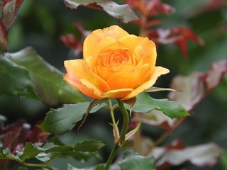 20.6.28.1.jpg