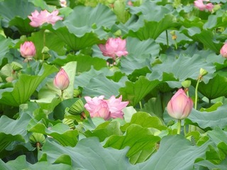 20.8.11.jpg