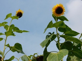 20.8.16.1.jpg