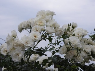 21.6.11.2.jpg
