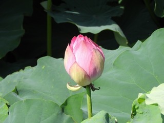 DSCN2427.jpg