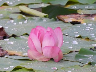DSCN6475.jpg