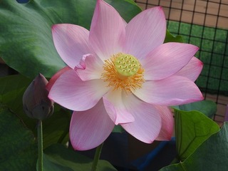 DSCN6818.jpg